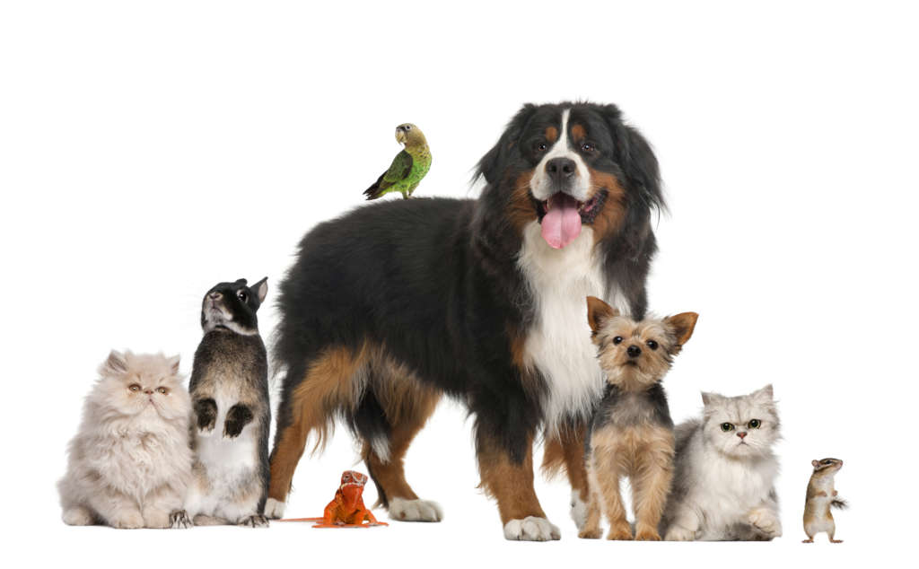 The unknown coverage of homeowner's insurance for damages caused by pets